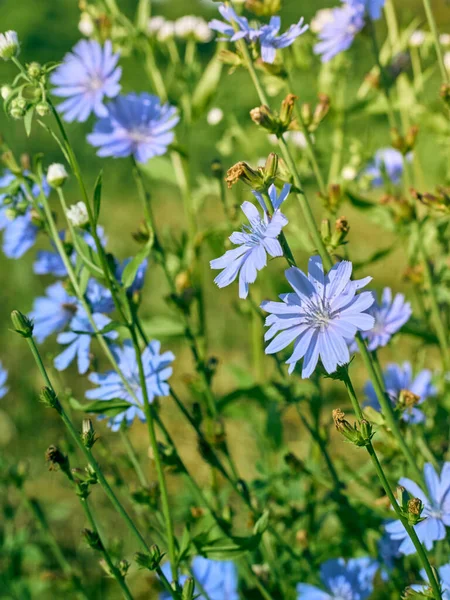 Çayırdaki hindiba çiçekleri.
