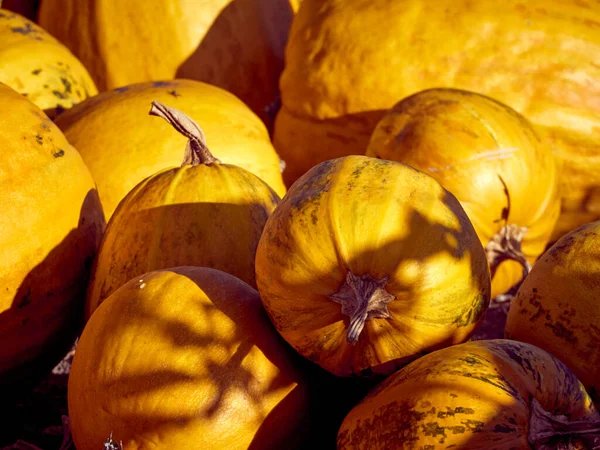 Оранжевые Осенние Тыквы Ферме — стоковое фото