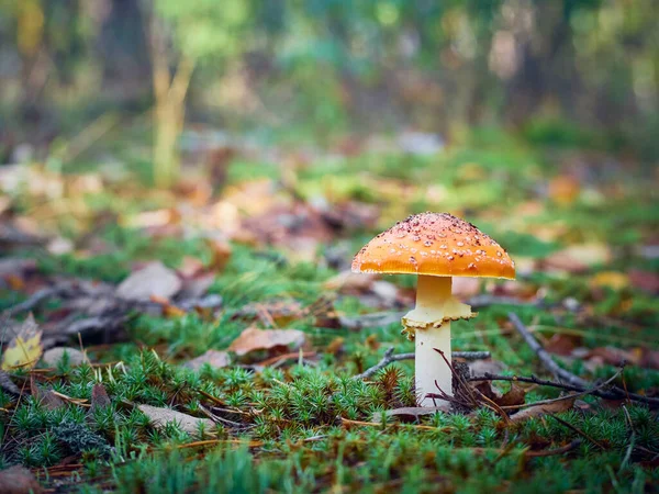 Fly Agaric Στο Φθινόπωρο Δάσος — Φωτογραφία Αρχείου