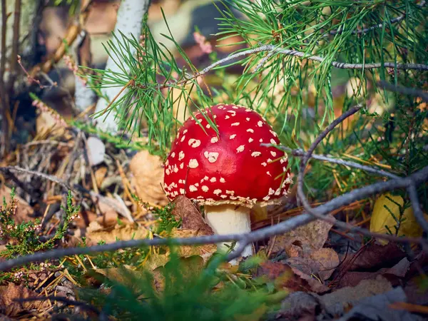 Vlieg Agarisch Het Herfstbos — Stockfoto