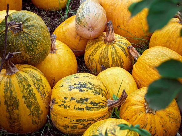 Orange Höstpumpor Gården — Stockfoto