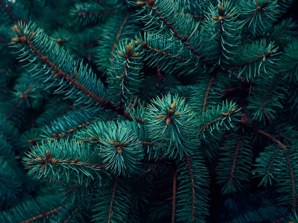 Noel ağacı dallarının arkaplanı.