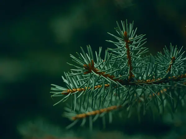 Fir Tree Brunch Close — Stock Photo, Image