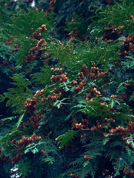 Зеленый Фон Ветвей Туджи — стоковое фото
