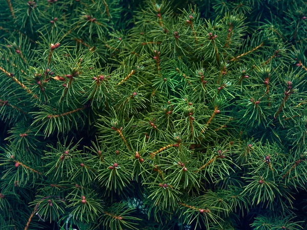 Fondo Ramas Árbol Navidad —  Fotos de Stock