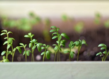 Bir kutuda filizlenen tohumlar..