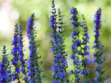 Hyssop 'un mor çiçekleri (hyssopus officinalis)