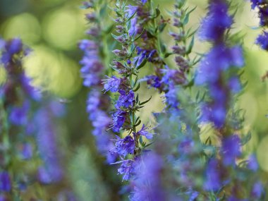 Hyssop 'un mor çiçekleri (hyssopus officinalis)