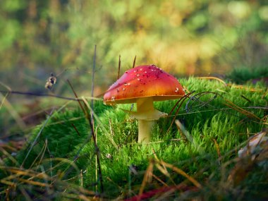 Sonbahar ormanlarında agarik uç.