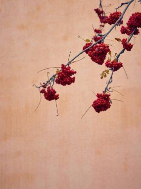 Yapraksız bir ağaçta kırmızı yaban mersini..