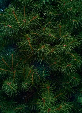 Noel ağacı dallarının arkaplanı.