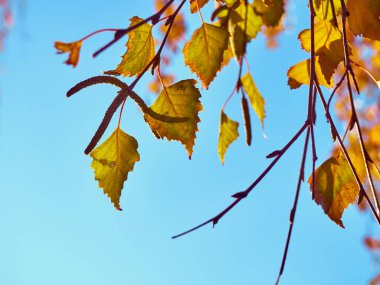 Gökyüzünün arka planında sarı yapraklı huş dalları
