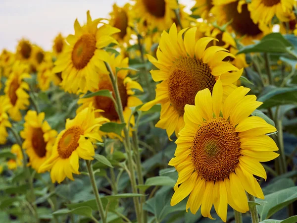Slunečnice Kvetoucí Poli — Stock fotografie