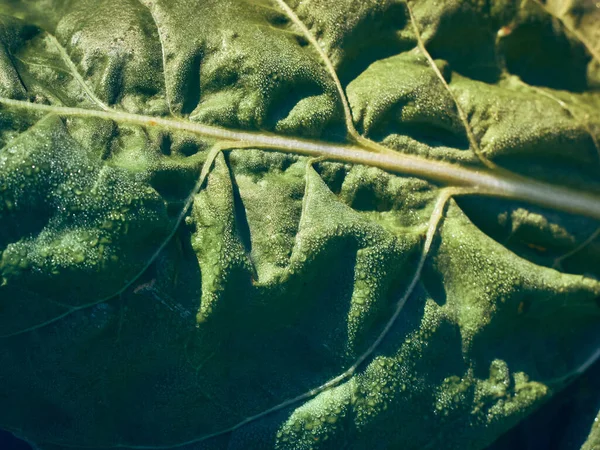 Foglia Barbabietola Verde Fresca Primo Piano — Foto Stock