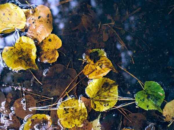 Herbstblätter Auf Dem Wasser — Stockfoto