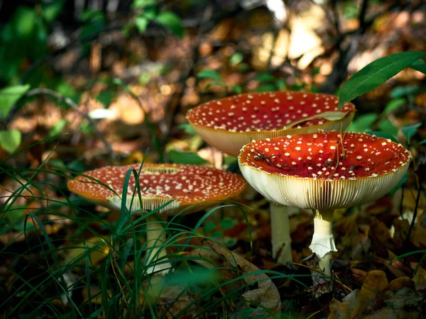 Vola Agarico Nella Foresta Autunnale — Foto Stock