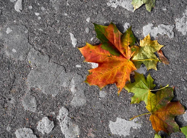 Feuille Automne Sur Fond Gris — Photo