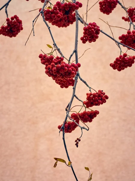 Červené Bobule Stromě Bez Listů — Stock fotografie