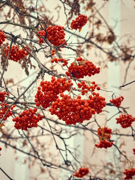 Yapraksız Bir Ağaçta Kırmızı Yaban Mersini — Stok fotoğraf