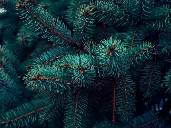 Arrière Plan Des Branches Arbre Noël — Photo