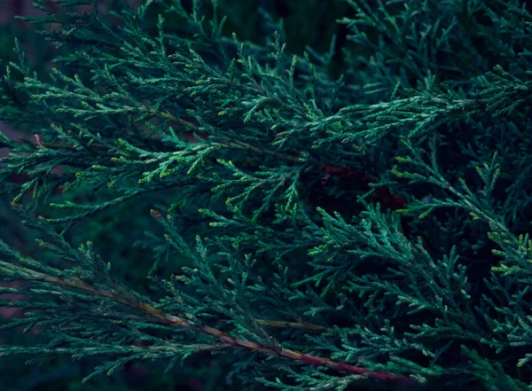 Yeşil thuja ağaç dalları arka plan.