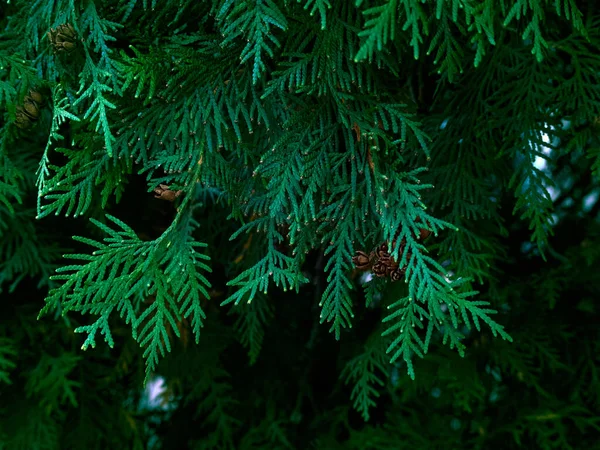 Yeşil Thuja Ağaç Dalları Arka Plan — Stok fotoğraf