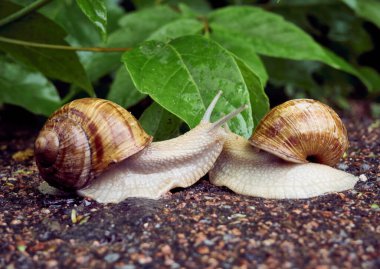 Yaprakların arka planında iki salyangozun tarihi