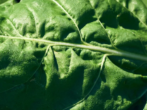 Foglia Barbabietola Verde Fresca Primo Piano — Foto Stock