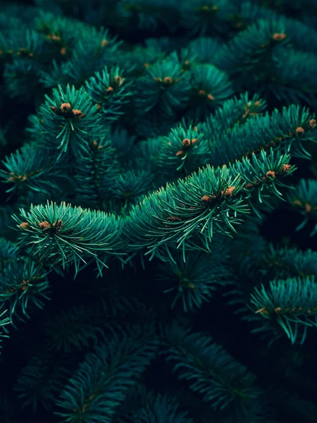 Fondo Ramas Árbol Navidad — Foto de Stock
