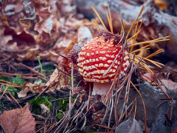 Vola Agarico Nella Foresta Autunnale — Foto Stock