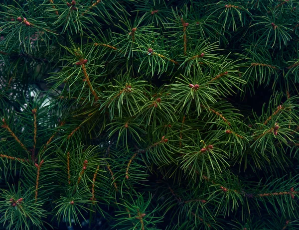 Fundo Ramos Árvore Natal — Fotografia de Stock