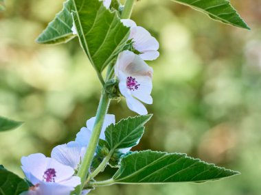 Vahşi çiçek bahçedeki Althaea ofisleri.