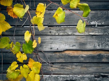 Ahşap zemin üzerinde sonbahar sarı yaprakları olan üzüm dalları..