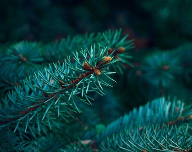 Firavun ağacı brunch 'ı yakın çekim.