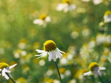 Bahçedeki papatya çiçekleri.