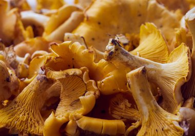 Taze sarı chanterelle yenilebilir mantarlar.