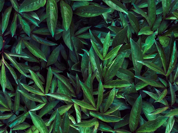 Background Dark Green Leaves — Stock Photo, Image