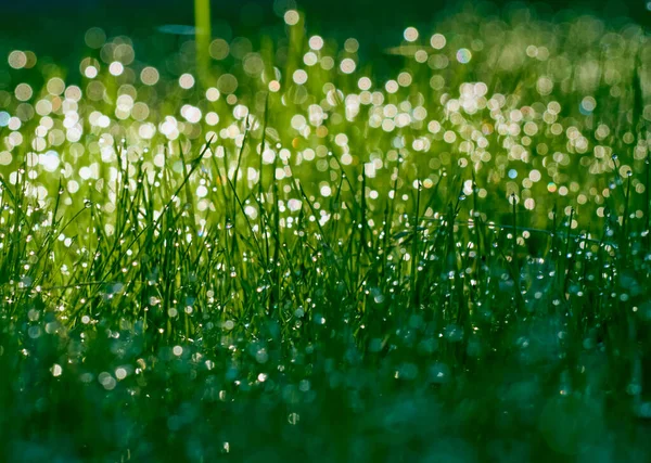 集中して草の上の露の滴 — ストック写真