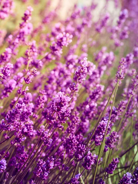 Fiori Lavanda Nel Giardino Fiorito — Foto Stock