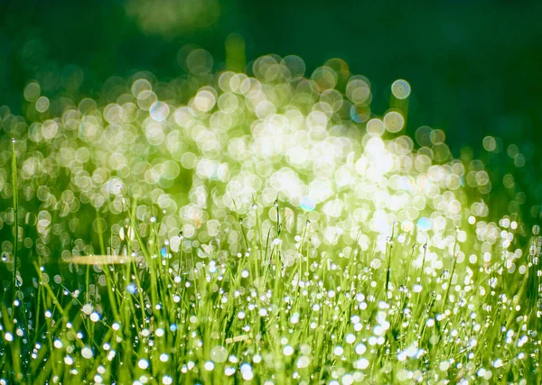 Gotas Orvalho Grama Defocus — Fotografia de Stock