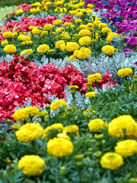 Flower Bed Bright Flowers — Stock Photo, Image