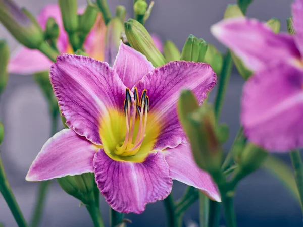 Daglilja Blomma Sommarträdgården — Stockfoto