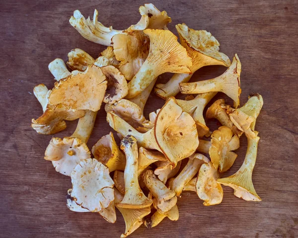 Cogumelos Comestíveis Chanterelle Amarelo Fresco — Fotografia de Stock