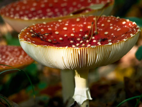 Fly Agaric Autumn Forest — Stock Photo, Image