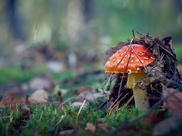 Vola Agarico Nella Foresta Autunnale — Foto Stock