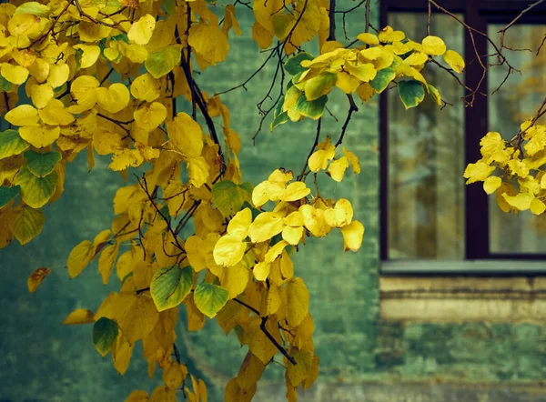 Branches Yellow Leaves City Background — Stock Photo, Image