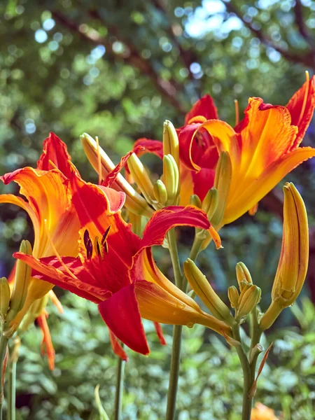 Daglilja Blomma Sommarträdgården — Stockfoto