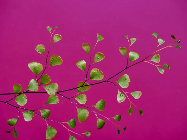 Grüne Blätter Auf Rosa Hintergrund — Stockfoto