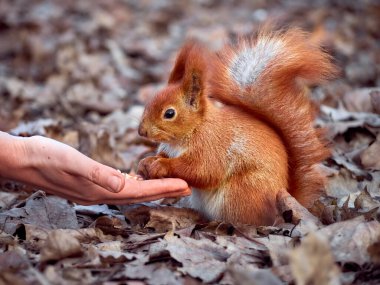 Parktaki şirin sincap..