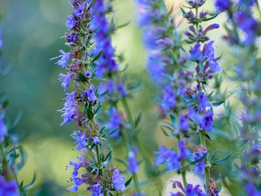 Hyssop 'un mor çiçekleri (hyssopus officinalis)